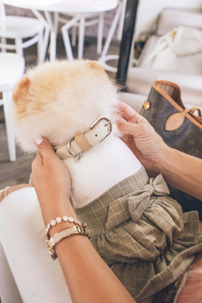 GPS pet tracker