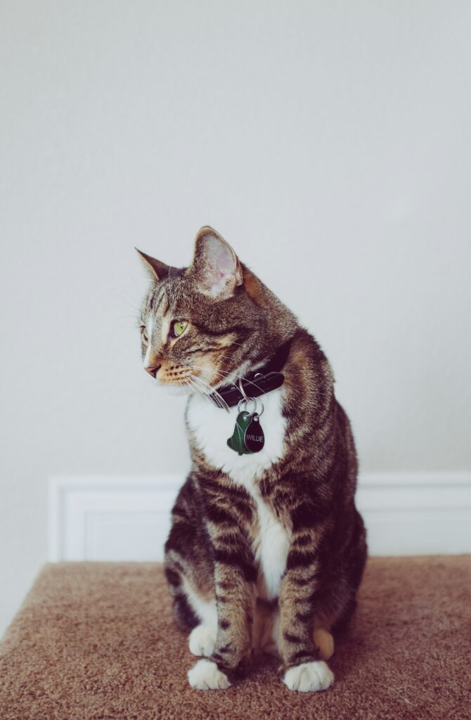 GPS pet tracker